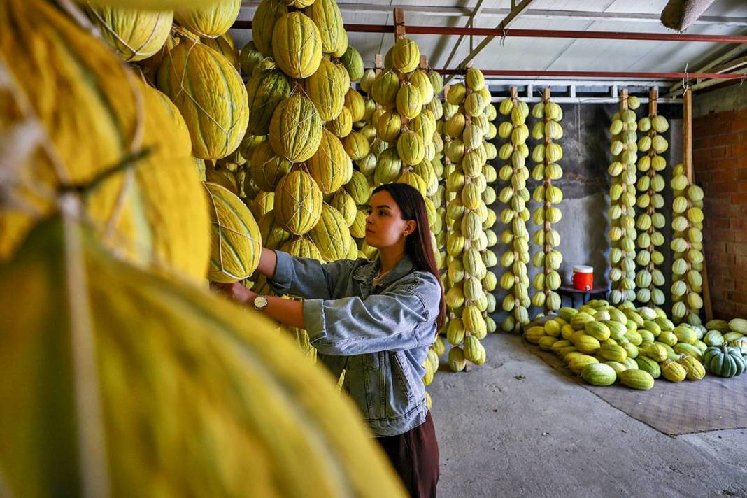 AB onaylı lezzet! Kırkağaç kavunu, kış aylarında da tezgahlarda 3